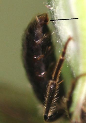 Andrena sp.